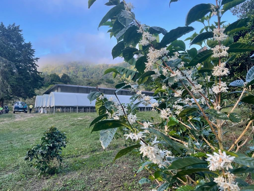 Coffee tree in bloom with white coffee flowers on Finca La Cabra, Panama. Drying beds and worker housing in the background.