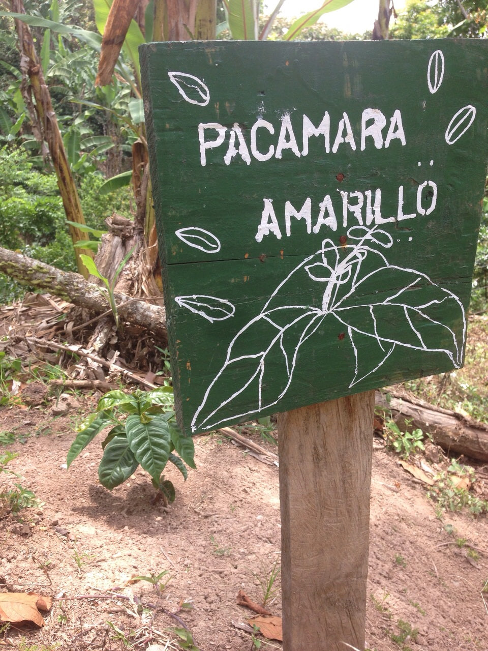 Apple Notes Pacamara