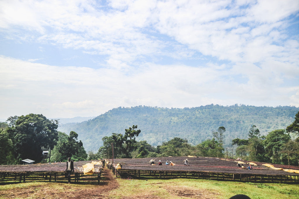 New Release: Ethiopia Qabballe Natural