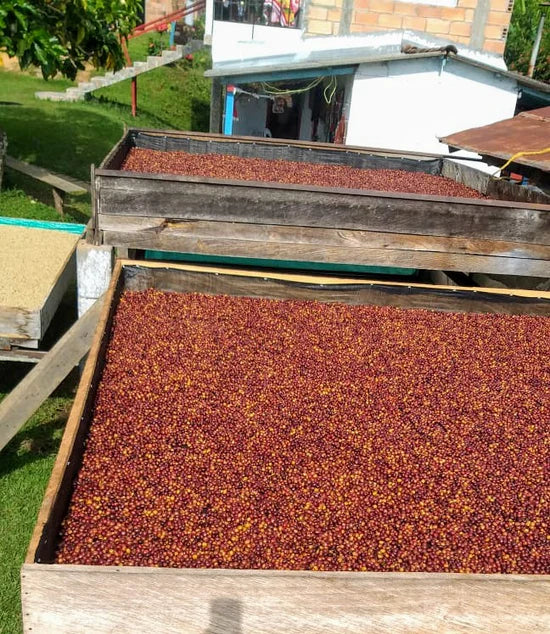 Finca La Candela: A Second Harvest from the Lotero Cano Family
