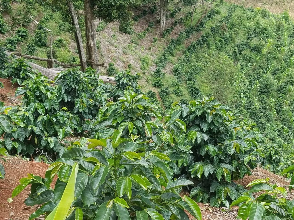 Hillside of coffee plants on Finca la Joya