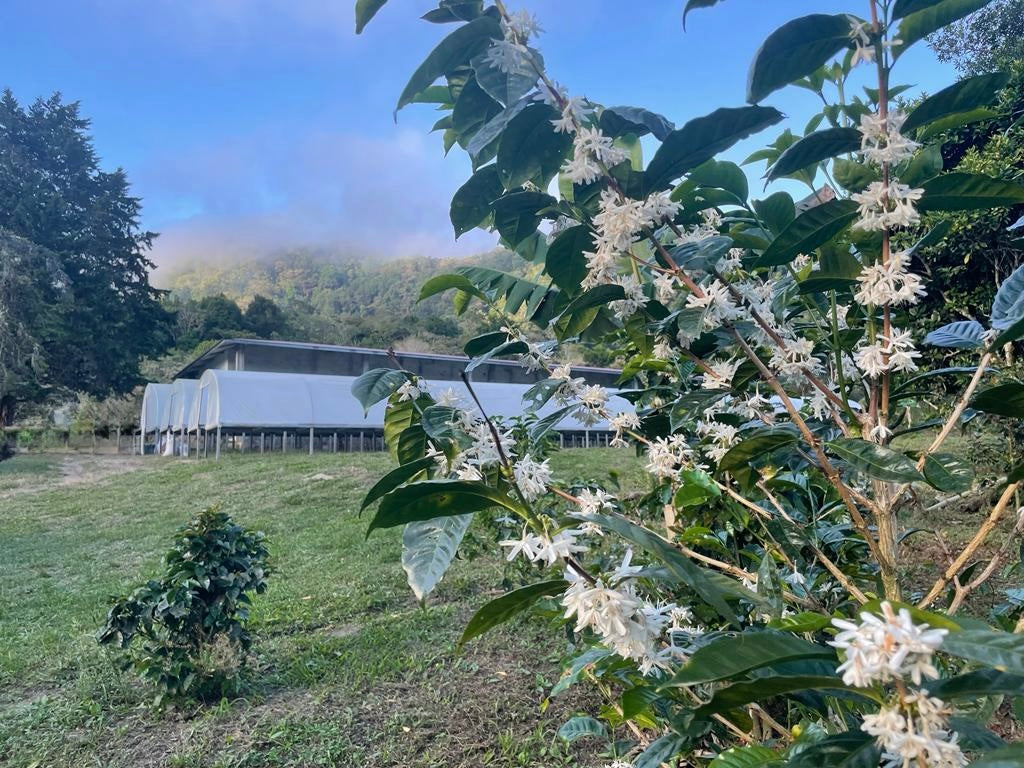 Finca La Cabra