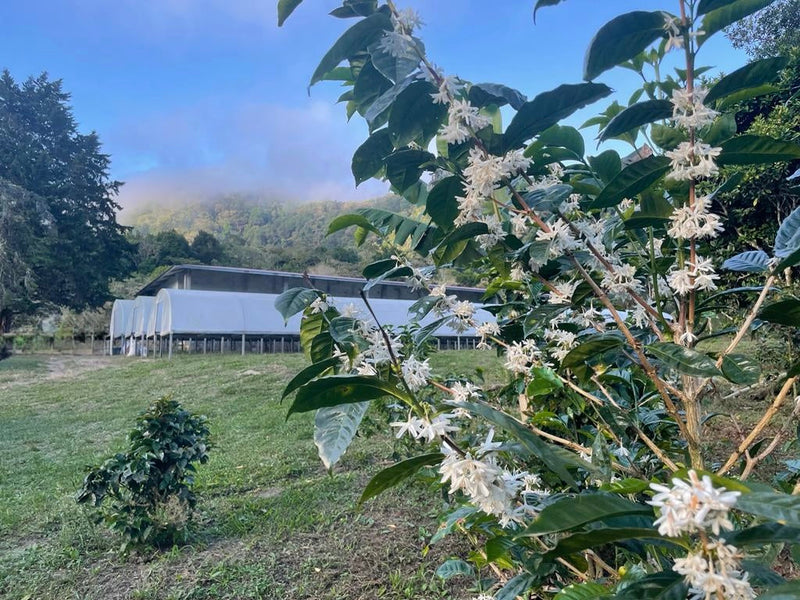 Finca La Cabra: A New Season of Panama Geisha Coffee