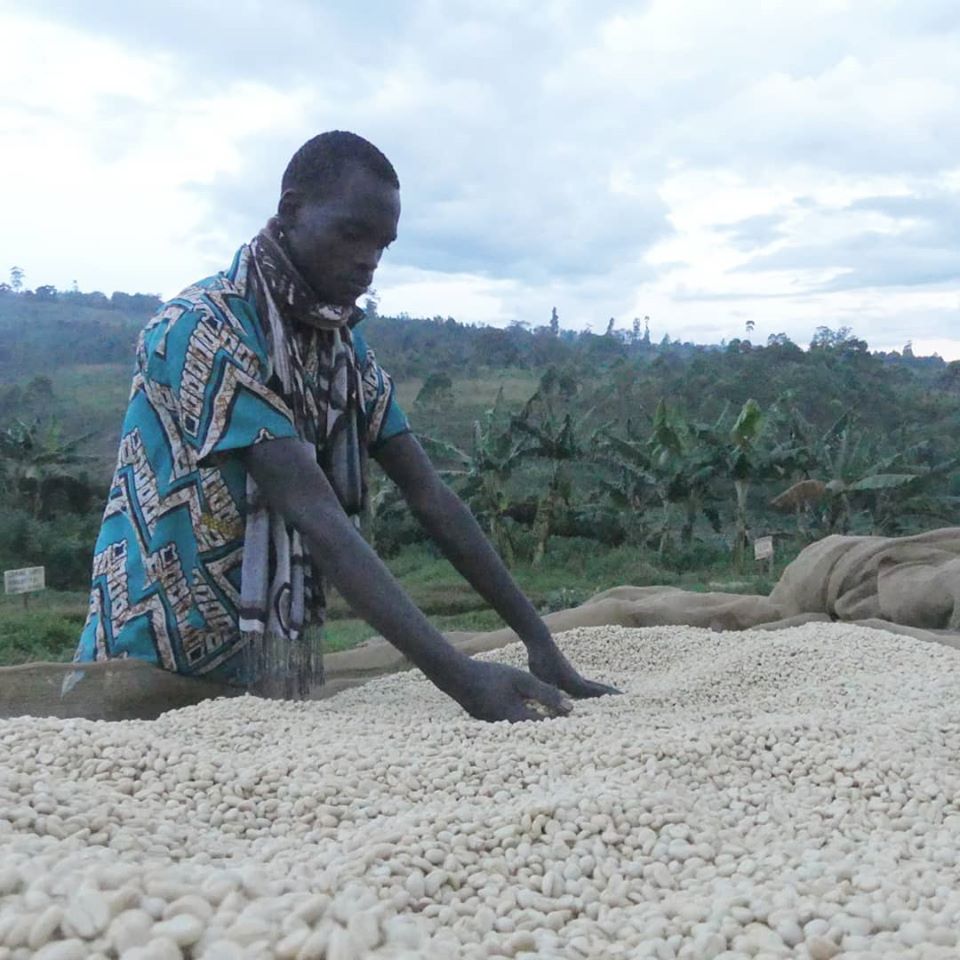 A Journey From Burundi to Your Cup