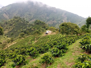 Colombia- La Victoria