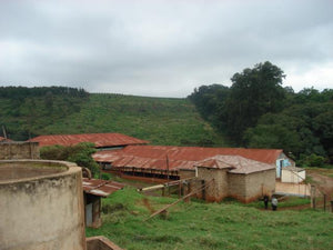 Nyeri Hill Estate AA, Kenya