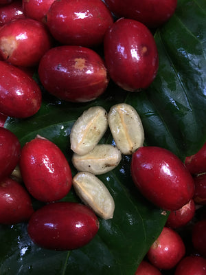 Nicaragua - Apple Notes Pacamara