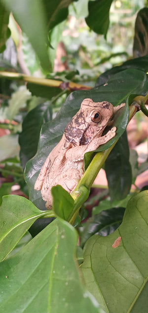 Nicaragua - Apple Notes Pacamara