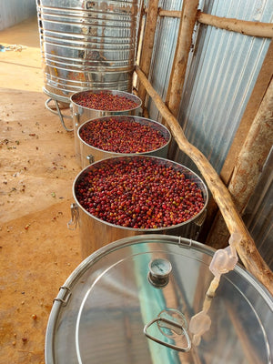 Ethiopia | Worka Sakaro Anaerobic Natural