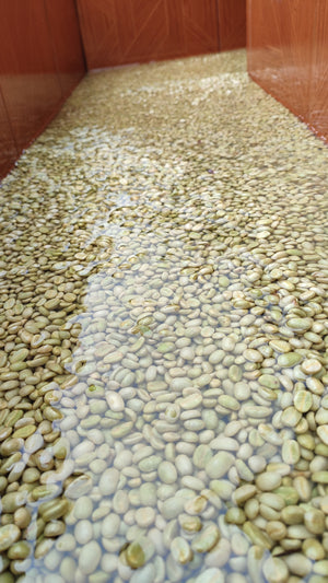 Nicaragua - Maximino's Maceration