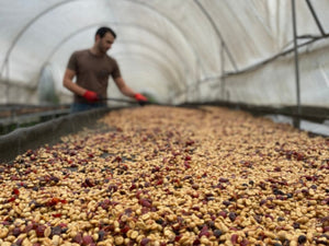 Costa Rica - Finca Las Torres Honey Process