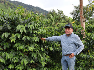 Sparkle Plenty | Colombia | La Divisa Java Natural